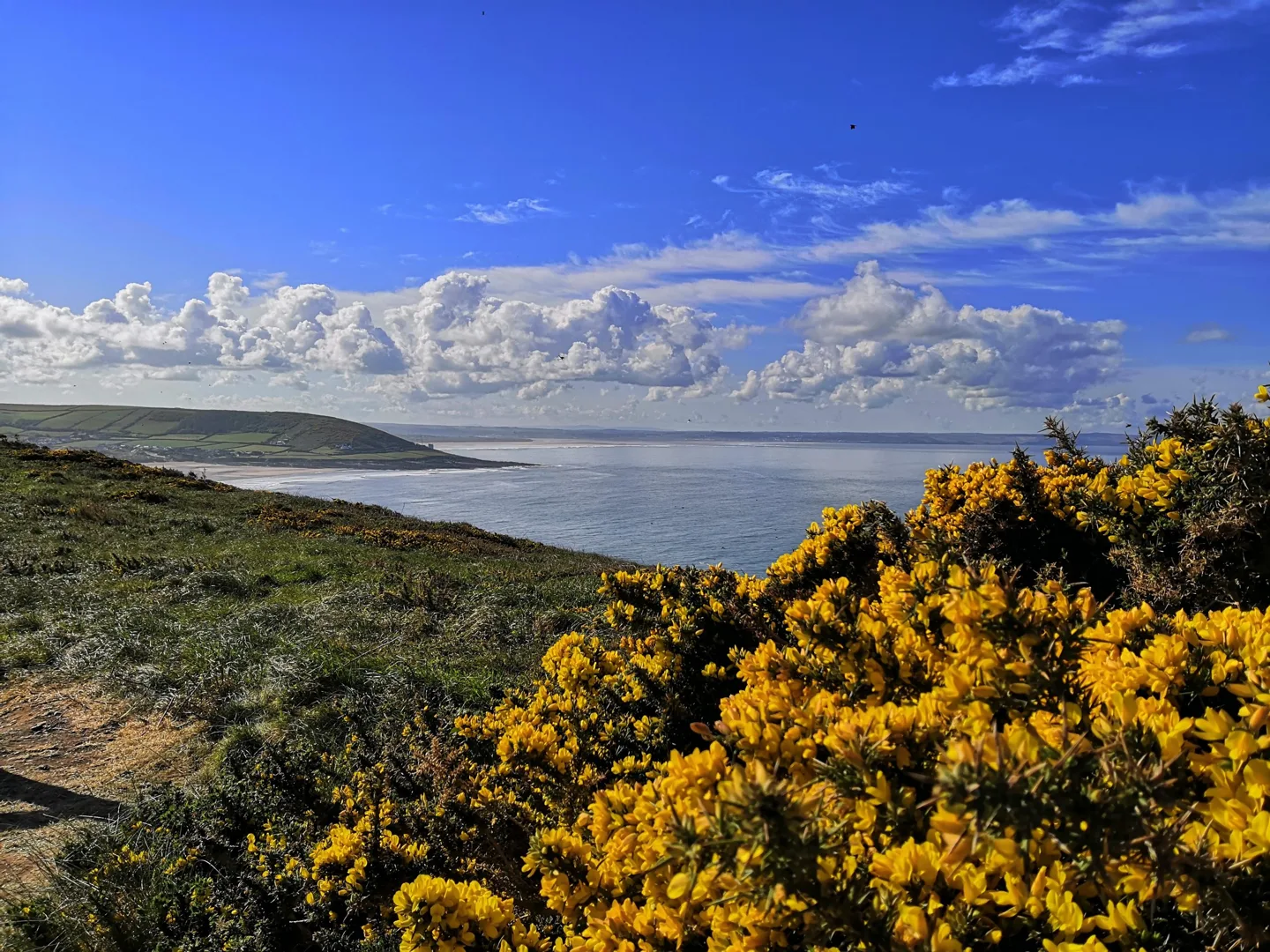 Yellow gorse overlooking the coastline at Baggy Point