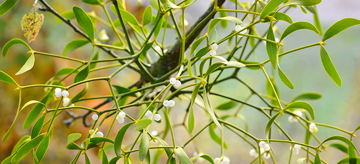 Read more about the article Mistletoe Therapy