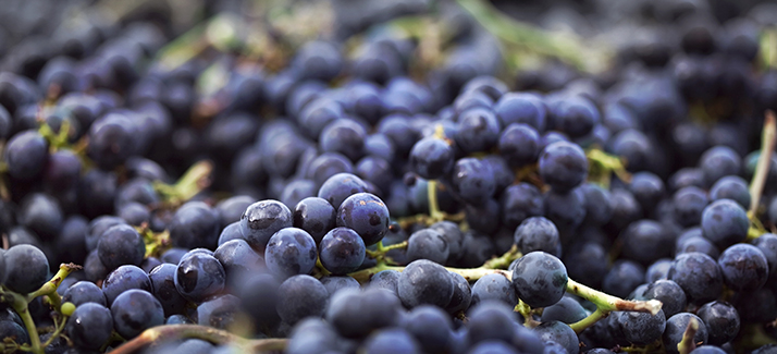 Read more about the article Resveratrol: Polyphenol a powerful epigenetic influencer and antioxidant.