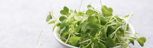 Read more about the article Watercress
